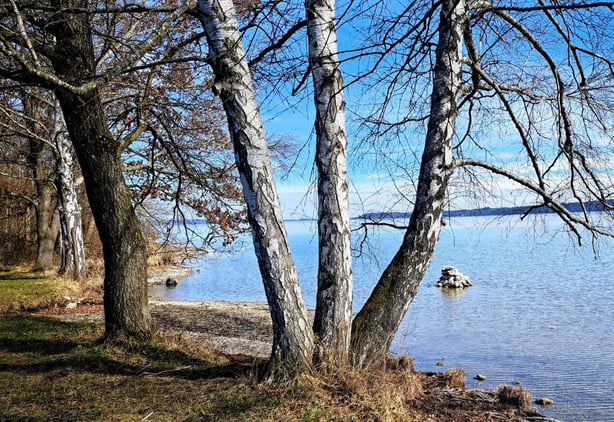 Foto: Drei Birken im Bernrieder Park, Katharina Roppert-Engert