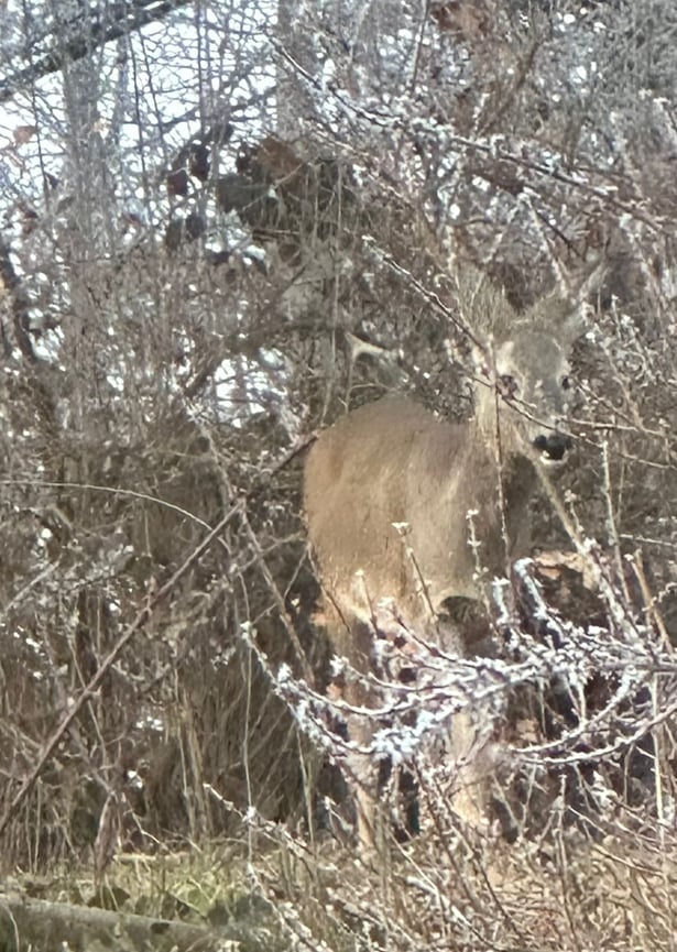 (Bild: buebikernews)