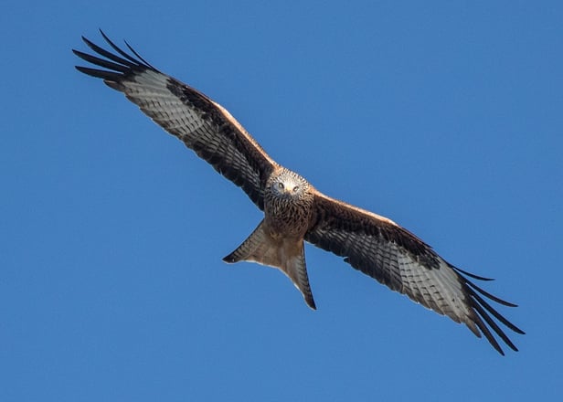 Rotmilan (Foto: Ursula Wiegand) 