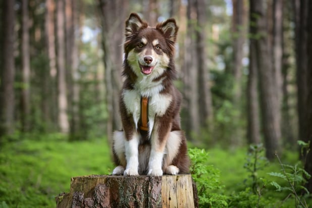 Lapinkoira Salla mit 8 Monaten