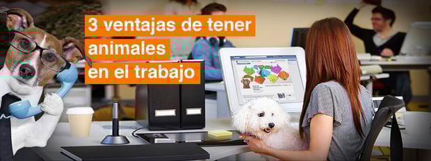 perros en oficina 
