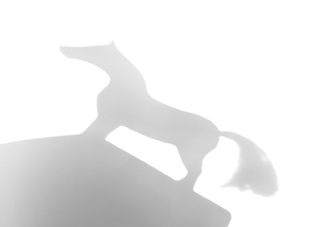 koń, czy sęk fot. Anna Gieracka