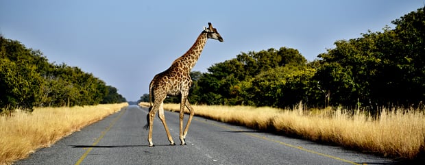 Zum Abschied, Giraffe auf dem geteerten Laufsteg (man beachte das vordere linke Bein;-))