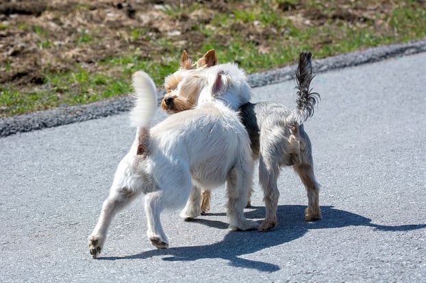 Hundestrand Hund Hundegeschichten