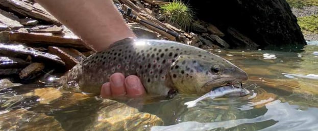 Bei Drill Point Fishing findest Du Jigheads zum Forellenfischen mit Kunstköder im Onlineshop. Jetzt bestellen!