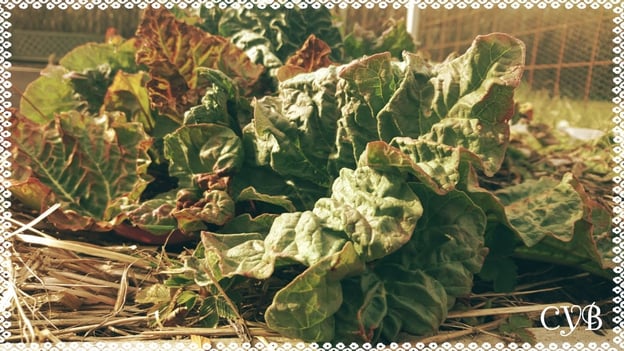 Rabarbern på väg upp i köksträdgården...