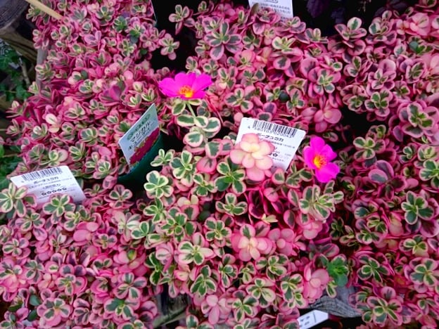 ポーチュラカ マジカルキューティー（華ミステリア　PVP 品種登録第18185号）