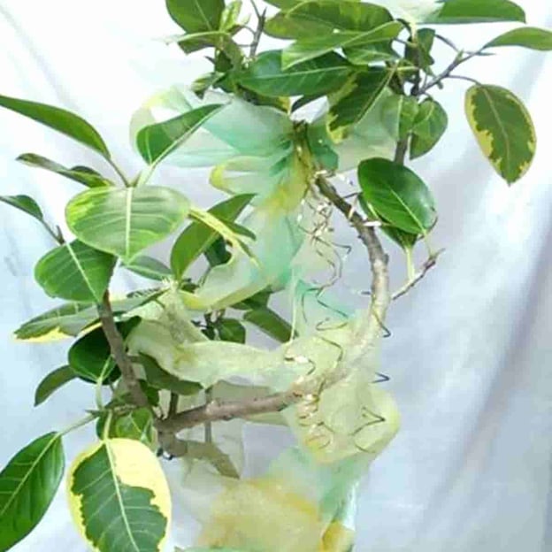 仙台の花屋こもれびの観葉植物