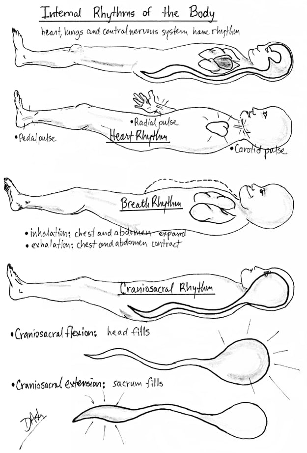 "Internal Rhythms of the Body" Illustration Copyright Don Ash