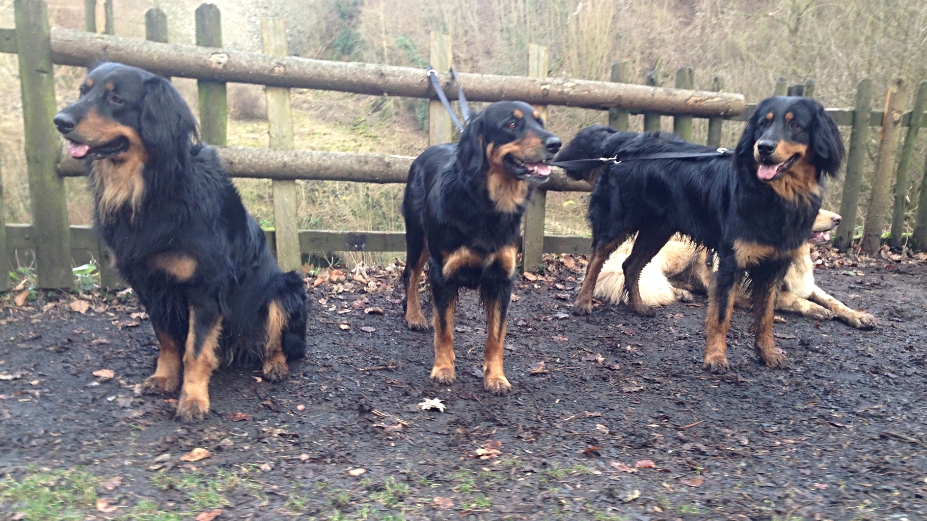 Booker Hali Gali, Annabelle und Baki vom Silberdistelwald