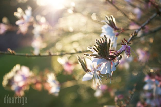 dieartigeBLOG - Prachtkerze (Gaura lindheimeri)