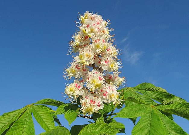 Wikimedia Commonsより