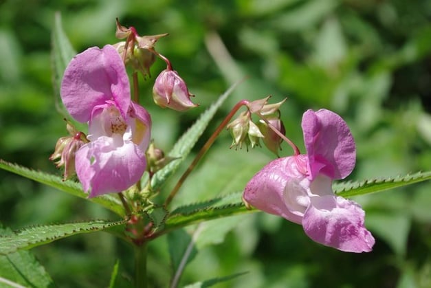 Wikimedia Commonsより