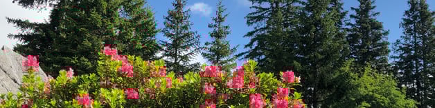 Alpärosä chömed mir i Sinn..., Die Natur als mächtiger Spiegel und weiser Mentor