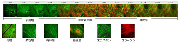 二光子顕微鏡の観察画像例