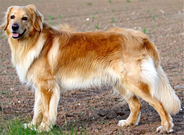 Deckrüde Booker Bleik