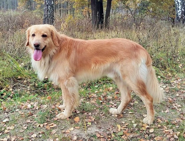 Birdy/BENJAMIN   Russischer Champion