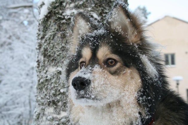 "Raiku" - Mutter von Rilla