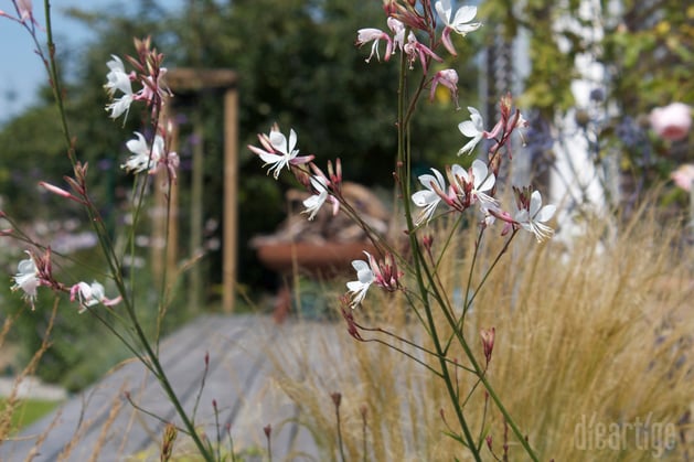dieartigeBLOG - Prachtkerze (Gaura lindheimeri) und Federgras (Stipa tenuissima)