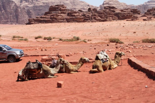 Drei Wüstenschiffe.