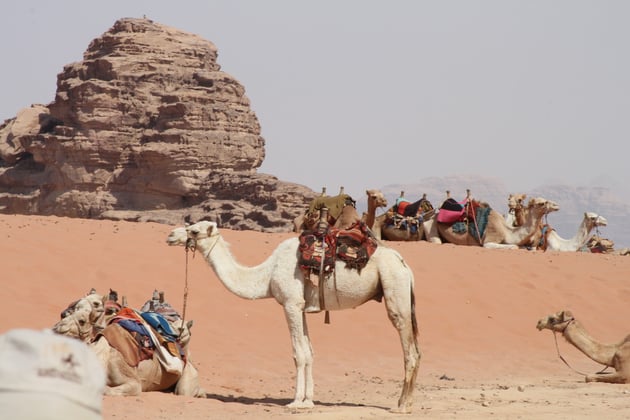 Karawane bei der Ruhepause.