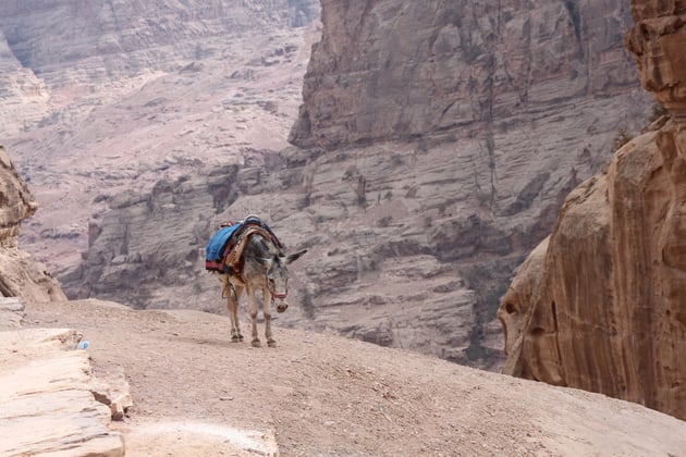 Ich armer Esel muß alles hochschleppen.