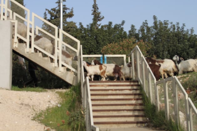 Ziegen-und Schafherden sind am äußeren Stadtrand keine Seltenheit.