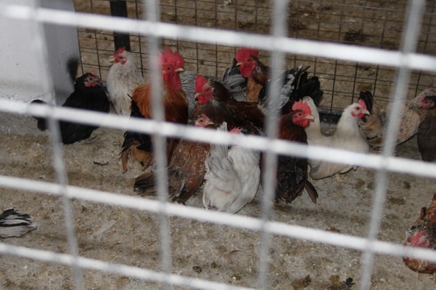 In den Ställen waren Dutzende verschiedene Hühnerrassen.