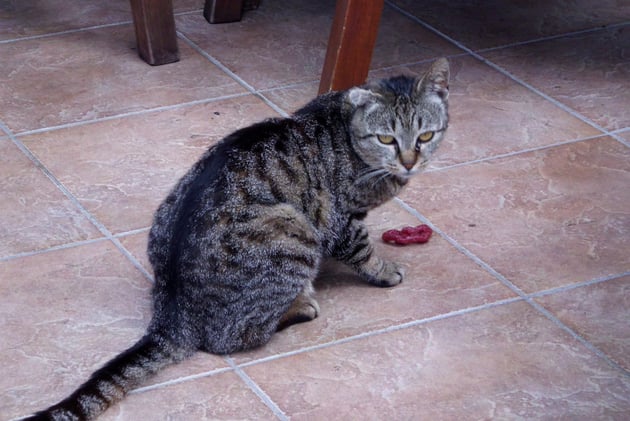 Unsere kroatische Lieblingskatze Einohr, die zum Glück den Winter überlebt hat.