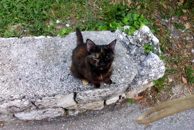 Noch einmal Blacky, die immer so einen traurigen Blick hatte Was mit ihren Jungen passiert ist, wissen wir nicht.Auch Katzen haben eine Seele.,