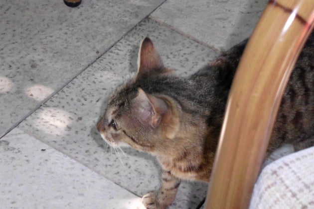 Die Ähnlichkeit ist doch da.