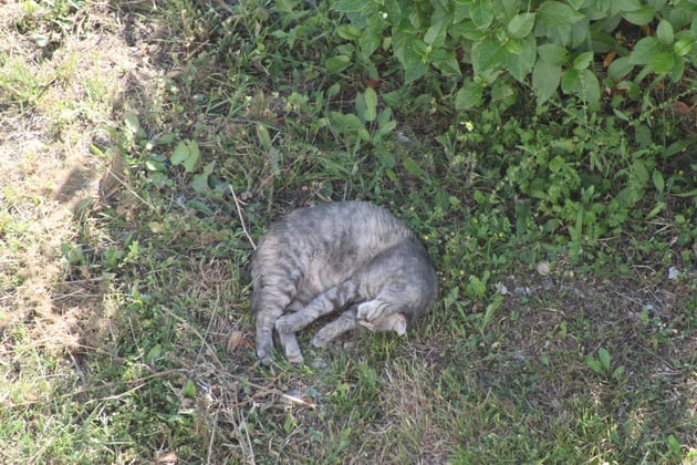 Katzensiesta.