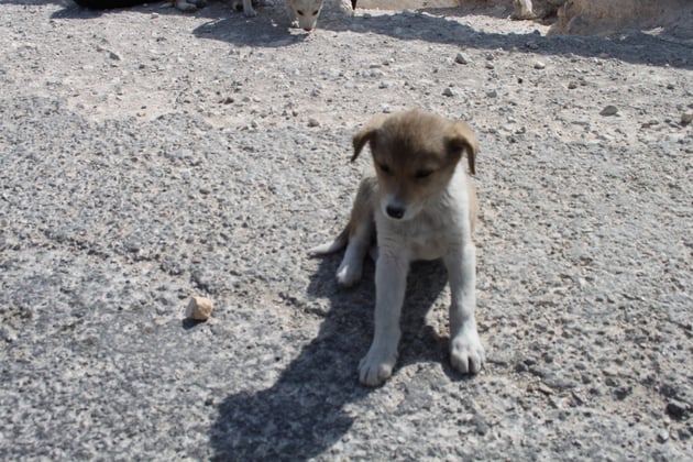 Der Kleine ist zum Verlieben