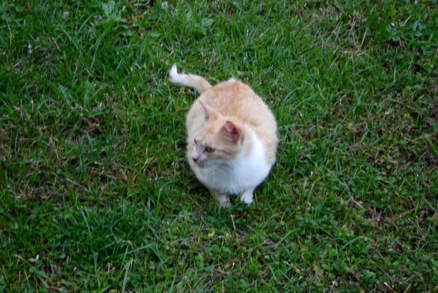 Auch ein liebenswürdiges Tier.