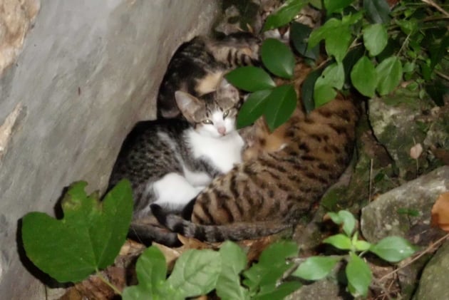 Sie hat schon wieder 2 kleine Kätzchen geboren.