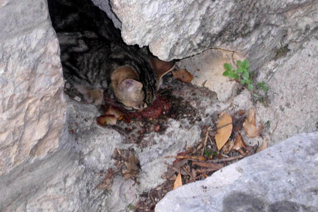 In diesen Verhältnissen leben die kroatischen Katzen.