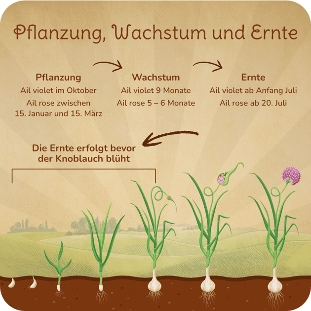 Pflanzung; Wachstum; Ernte; Knoblauch; Ail; violet; rose; Frankreich; Nordfrankreich; Fressain; Arleux; Knobi; Knolle