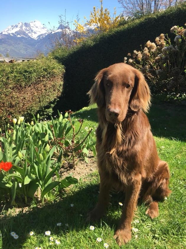 Sunny - Sanibelbreeze Ayers Rock an seinem 8. Geburtstag