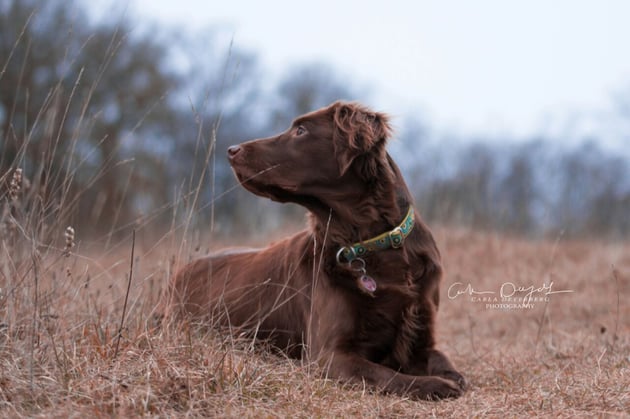 Bild: Carla Deyerberg Sanibelbreeze Chocolate Pie