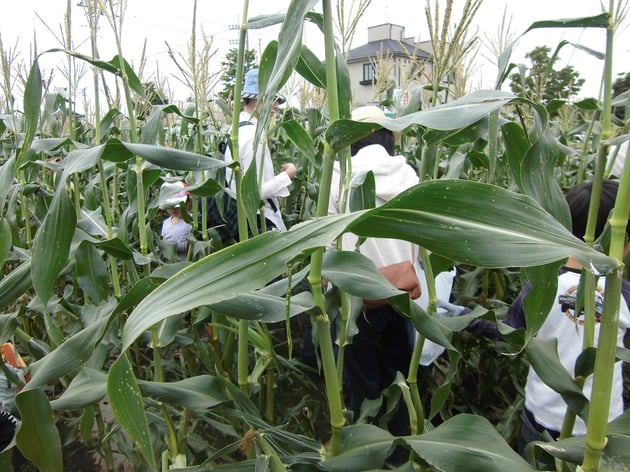 トウモロコシ収穫体験イベントでの畑の様子