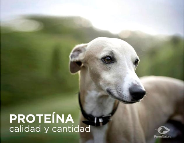 calidad de la proteína dieta para perros