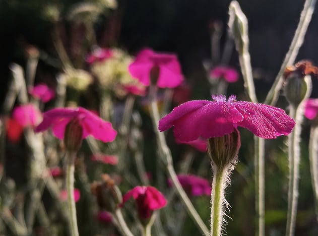 Lass deinen Garten strahlen mit der Gartenwerkstatt und mit Kronenlichtnelken.
