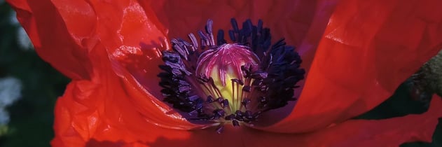 Im Naturgarten beeindruckt der Orientmohn mit seidigen, knittrigen roten Blüten.