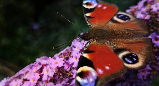 In Oldenburg wachsen in schön gestalteten Gärten Sommerflieder und locken mit ihren Blüten Tagpfauenaugen an.