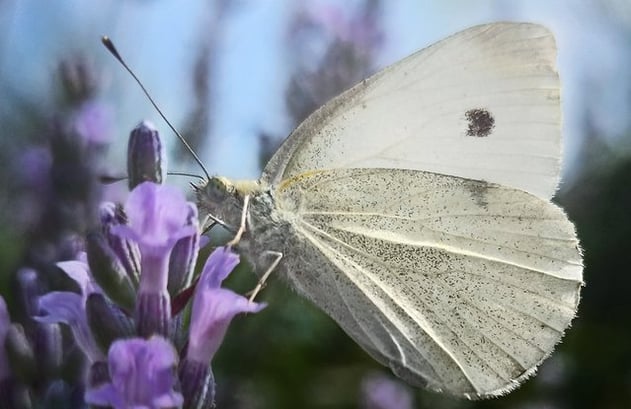 Der Lavendel im Naturgarten lockt einen Schmetterling, einen Kleinen Kohlweißling an.