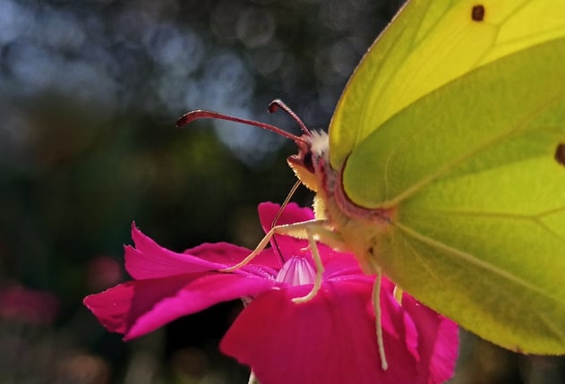 Pflanzen mit Röhrenblüten, wie die Kronenlichtnelke, ziehen im gut gestalten Garten auch Zitronenfalter. Auch in Oldenburg.