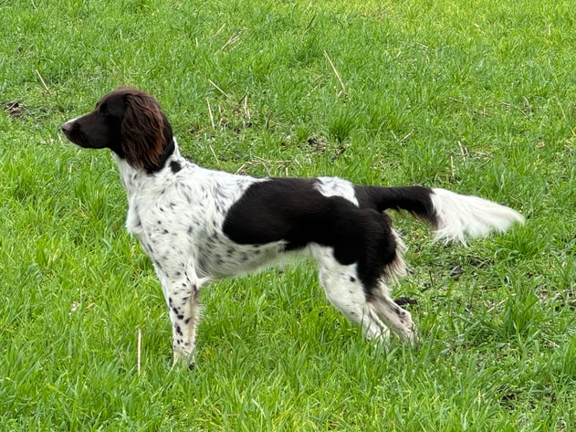 Gisa III vom Tecklenburger Land