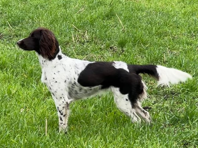 Gisa III vom Tecklenburger Land