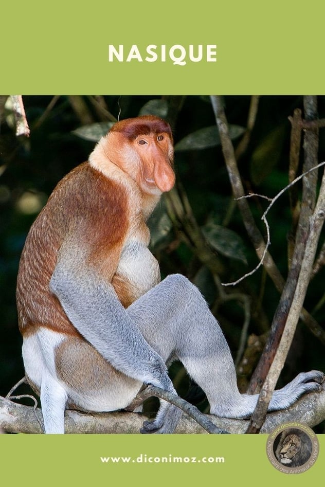 nasique fiche animaux par N