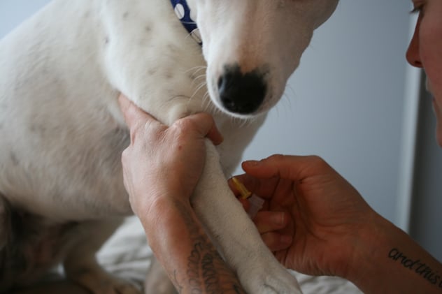 In aller Ruhe Blut abnehmen können - für beide Seiten ein Vorteil.